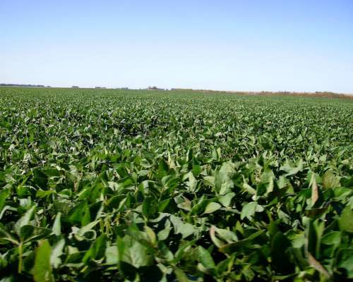 938ha Agricola Norte de la Pampa Soja Mani Girasol