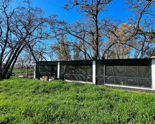 71 Has. Campo Agrícola con Mejoras y Arboleda en Torres