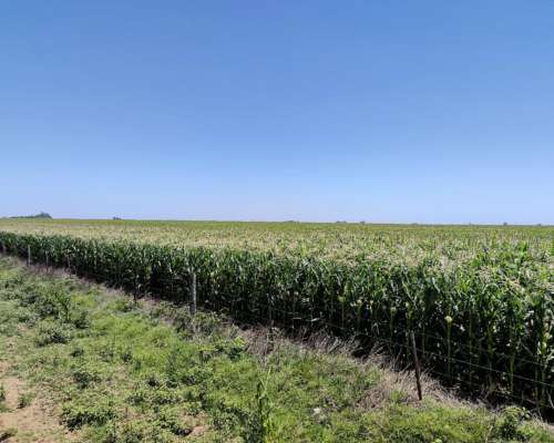 Busco Campo para Arrendar 2026/2027