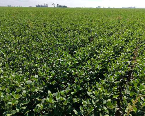 65 HA. Agrícola Optimo. Chovet (santa FE)