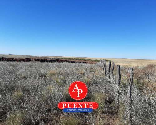 En Venta 5.000 Has Jaguel del Monte, la Pampa