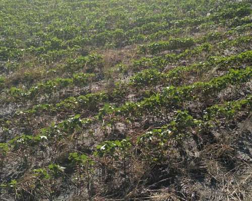 Vendo 400 Has (canal de Riego)para Siembra en Malbran