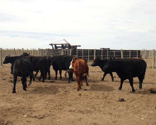 11.286 Has. Curaco - la Pampa