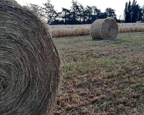 Rollos Avena - Alfalfa 10%
