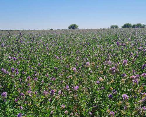 Vendo 500 Ha Batavia