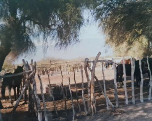 Campo San Juan 2026