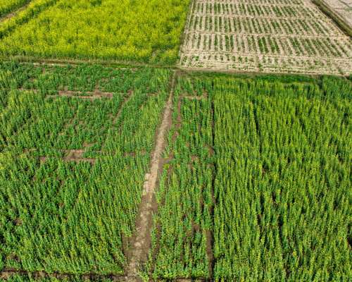 Campo Agricola en Venta de 125 Ha en Carcarañá