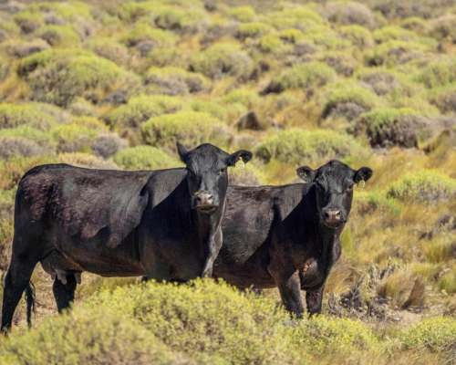 Mencue, el Cuy, Río Negro - 25.640 Ha