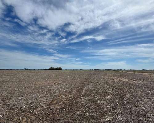 Campo Mixto 231 Hectáreas