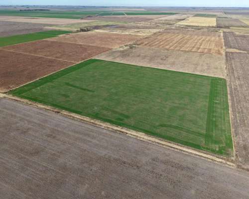 Piamonte - 37 Has - Mixtas