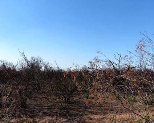 San Luis, Campo Ganadero Arrendamiento 11.000 Has