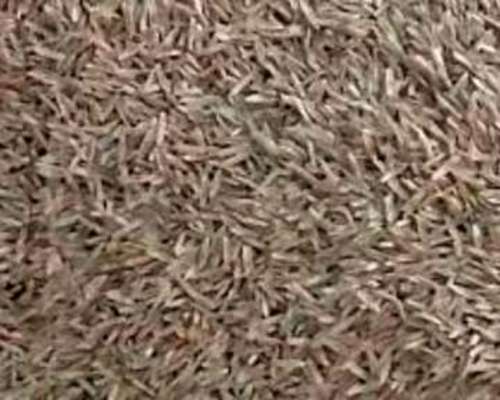 Compramos REY Grass (tetraploide) en Zonas Productoras