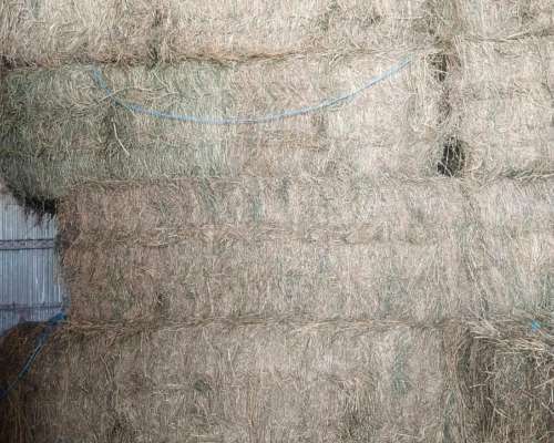 Vendo Megas Fardos de Alfalfa.