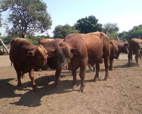 Toros Brangus Colorados-san Javier