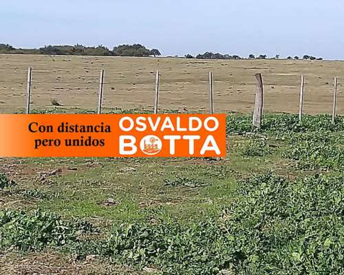 1240 Hectáreas en General San Martín, la Pampa
