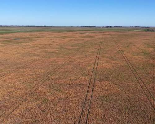 Ibañez, Gral Belgrano (BS As)- 70 Ha Agrícolas para Alquilar