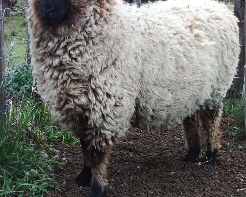 Carneros Corderos Reproductores y Consumo