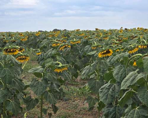 700 Hectáreas Agrícolas Fraga