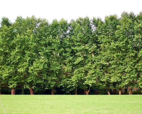 Chacra de 1 Ha - Arboleda. Acceso Firme Cerca de Asfalto