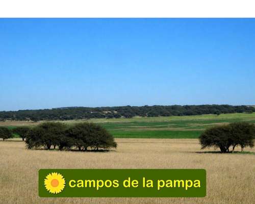 La Pampa - Venta Campo 600 Ha Caldenal y Cultivo