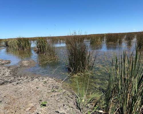 Campo en Venta 2500 HA. Ganadero. General Madariaga Retasado