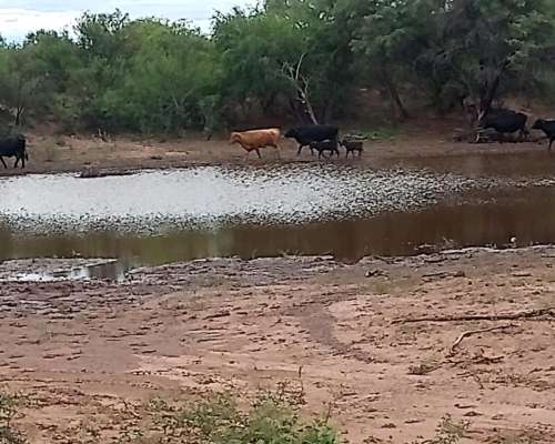 Chamical 8.500 Has Ganaderas