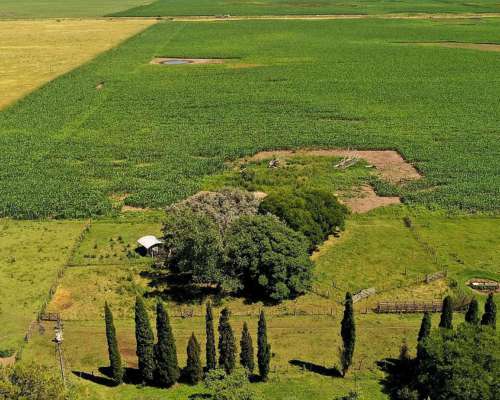 Campo Agrícola 120 HA, Bolivar (bs. As.)