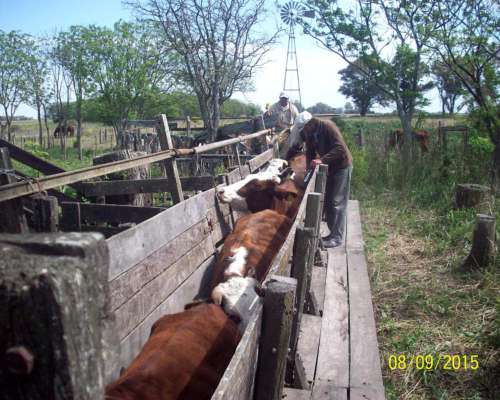 Dueño Alquila 142 Has Ganaderas en Escalada STA FE