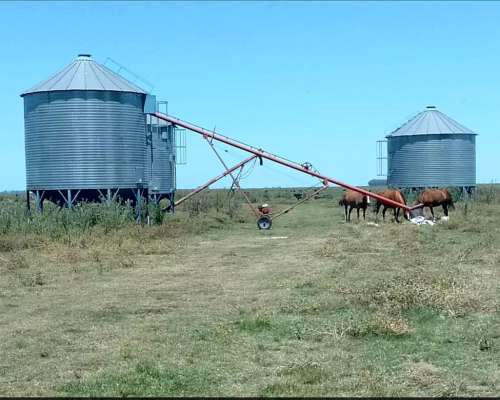 Campo Venta Pila Mixto 611 Ha