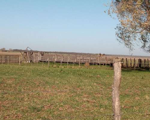 1600ha en Doblas la Pampa