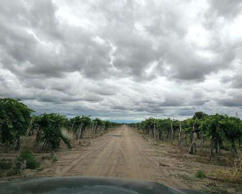 Finca en Tres Porteñas - San Martin - Mendoza
