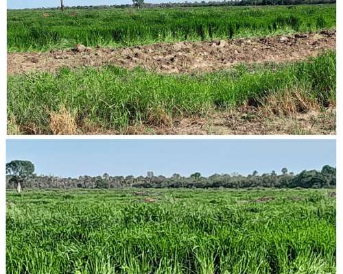 Formosa, Campo Desarrollado Chacras