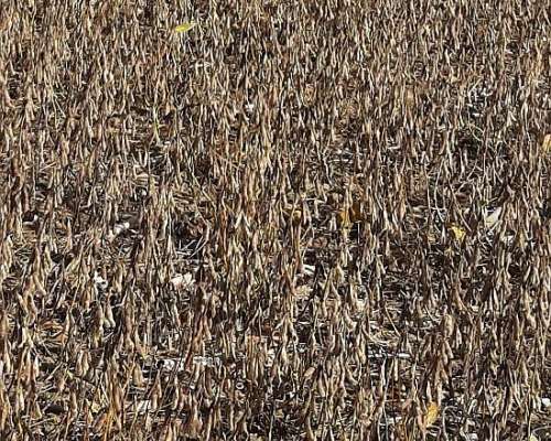 Campo Agrícola, SE Cultiva el 100%