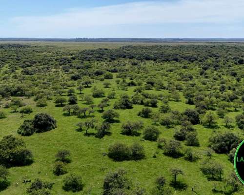 Vendo Campo Ganadero 430 H.A Zona Chajari E.R