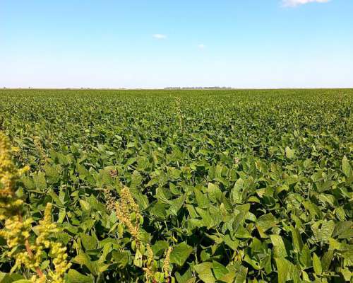 400 Hectareas en B. Larroude, la Pampa