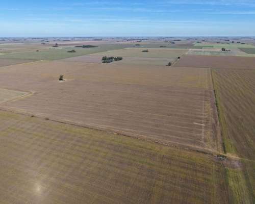 30 HA. Suelo Clase 1 - IP 90%. Departamento Constitucion.