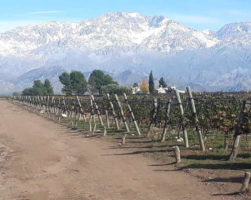 Bodega con Viñedo en Valle de UCO