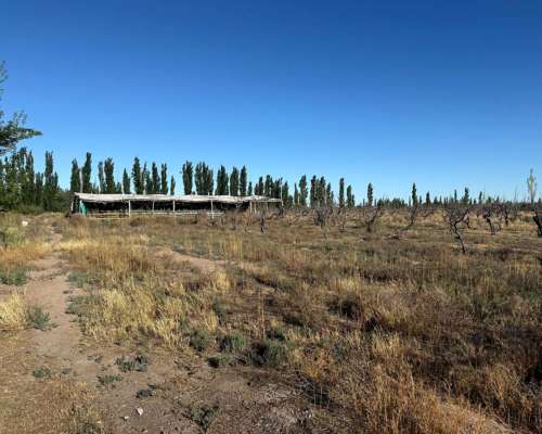 Finca en Venta de 9 Hectáreas / San Rafael - Mendoza
