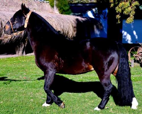 Criollos Puros de Pedigree, Cabaña: San Francisco de Asis.