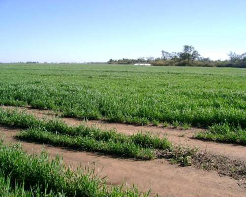 Campo Agrícola en Siembra Directa Excelente Zona de Chaco