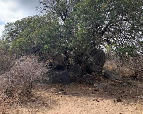 3400 Has. Aptitud Ganadero a Desarrollar en Rumiaco Tosno