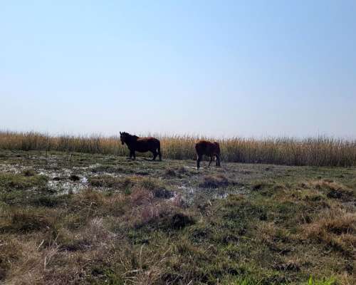 Campo para Búfalos o Ganado Vacuno en Concepcion Corrientes