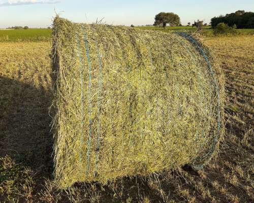 Rollos Alfalfa Pura. Grandes 600/650 Kg