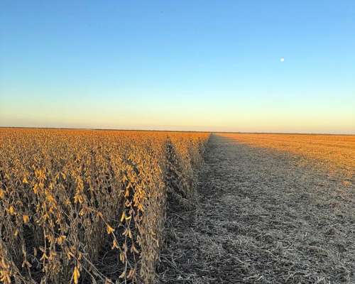 Vendo 180 Has en Cuatro Bocas