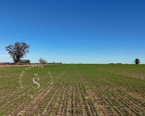 Zona Núcleo. Campo Agrícola. 40 Hectáreas.