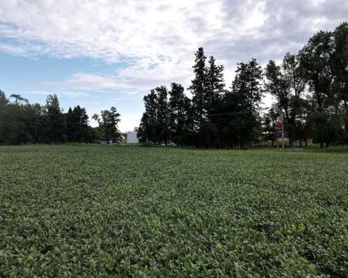 6 Ha Agricolas en Centeno. Suelo Clase 2. Ingreso por RN 34.