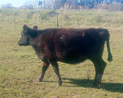 Vendo Vacas Paridas Nuevas