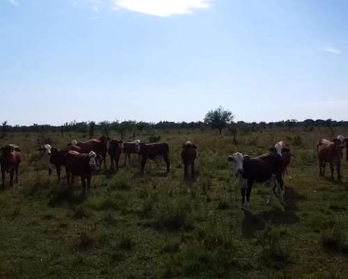 Venta / Campo Ganadero / Huanqueros / 1385 Ha