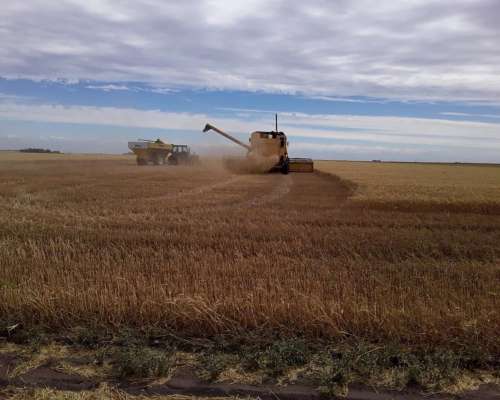 Cosechadora New Holland TC59