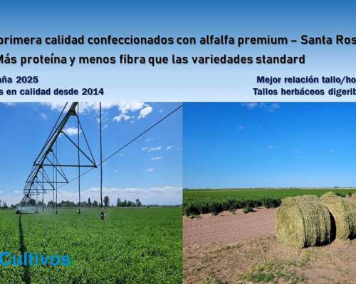 Rollos de Alfalfa de Primera Calidad - Santa Rosa, Mendoza